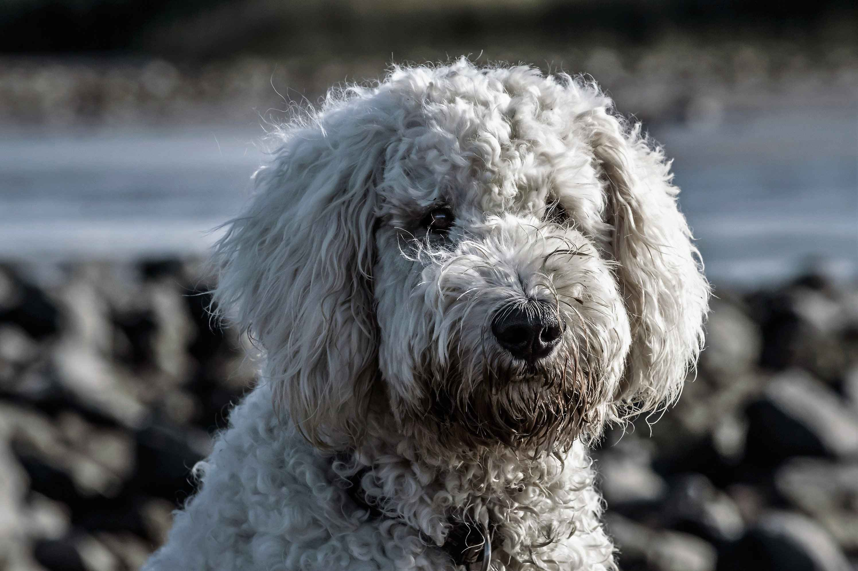 What are some important safety precautions to take when bringing a Poodle puppy home?